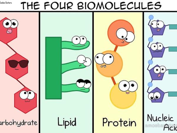 Biomolecole