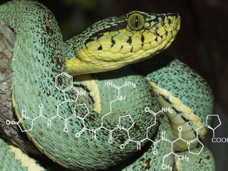 Lo sapevi che… il primo farmaco antiipertensivo ACE-inibitore è stato sviluppato ispirandosi ad un peptide contenuto nel veleno di un&nbsp;serpente?