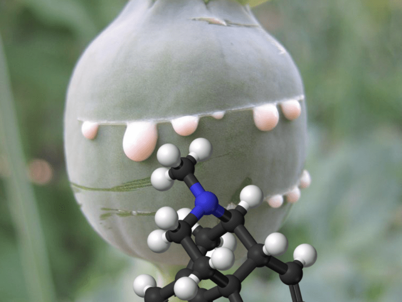 Lo sapevi che… dal papavero nasce un potente analgesico che trasforma il dolore in&nbsp;sollievo?